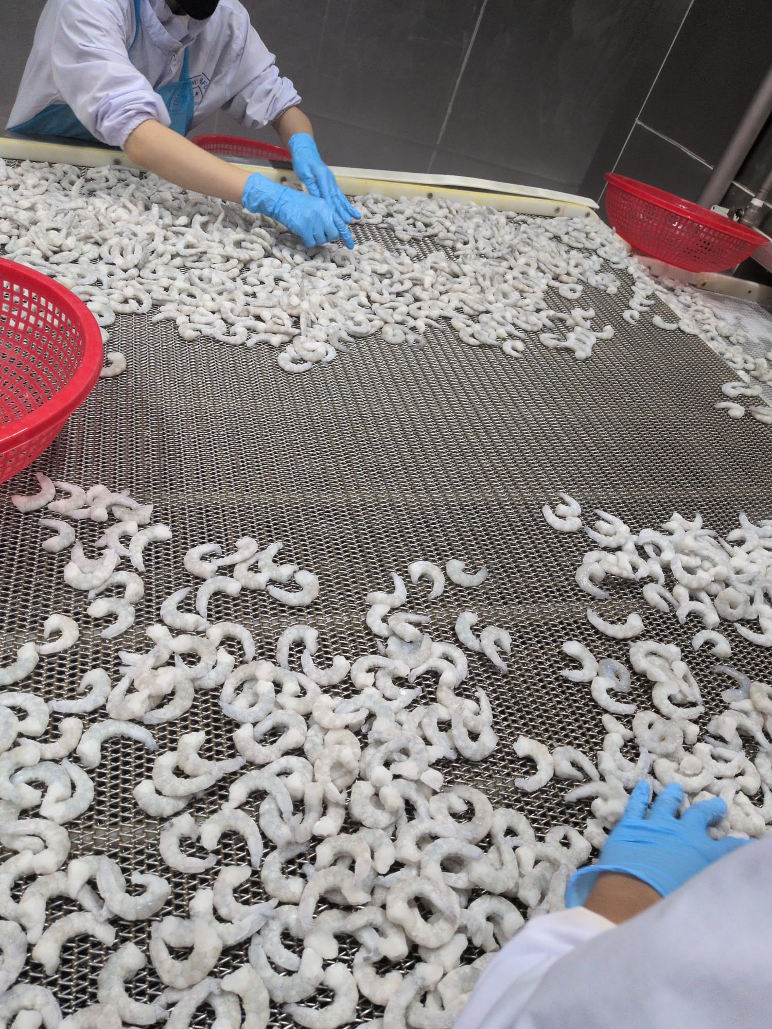 Peeled shrimp on the IQF freezer belt — hand-sorted before packing.